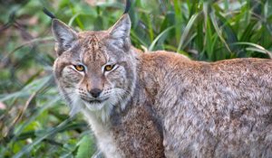 Preview wallpaper lynx, animal, predator, big cat, nature