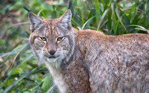 Preview wallpaper lynx, animal, predator, big cat, nature