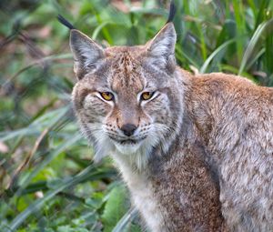 Preview wallpaper lynx, animal, predator, big cat, nature