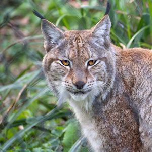 Preview wallpaper lynx, animal, predator, big cat, nature