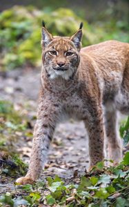 Preview wallpaper lynx, animal, predator, big cat, brown