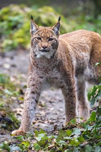 Preview wallpaper lynx, animal, predator, big cat, brown