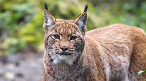Preview wallpaper lynx, animal, predator, big cat, brown