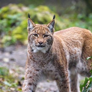Preview wallpaper lynx, animal, predator, big cat, brown