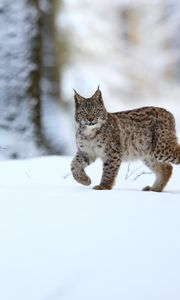 Preview wallpaper lynx, animal, predator, big cat, snow