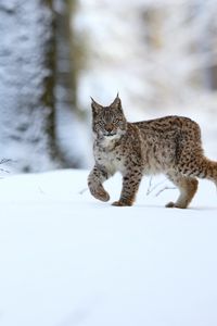 Preview wallpaper lynx, animal, predator, big cat, snow