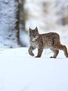 Preview wallpaper lynx, animal, predator, big cat, snow