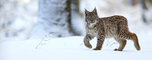 Preview wallpaper lynx, animal, predator, big cat, snow