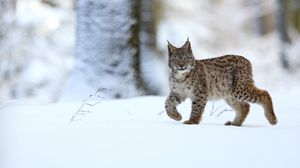 Preview wallpaper lynx, animal, predator, big cat, snow