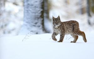 Preview wallpaper lynx, animal, predator, big cat, snow