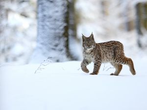 Preview wallpaper lynx, animal, predator, big cat, snow