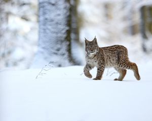 Preview wallpaper lynx, animal, predator, big cat, snow