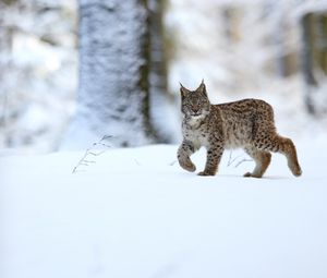 Preview wallpaper lynx, animal, predator, big cat, snow