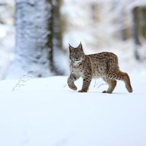 Preview wallpaper lynx, animal, predator, big cat, snow