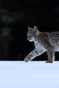 Preview wallpaper lynx, animal, predator, big cat, wildlife