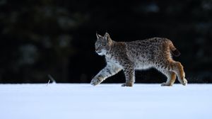 Preview wallpaper lynx, animal, predator, big cat, wildlife