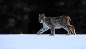 Preview wallpaper lynx, animal, predator, big cat, wildlife
