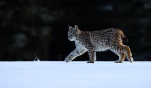 Preview wallpaper lynx, animal, predator, big cat, wildlife