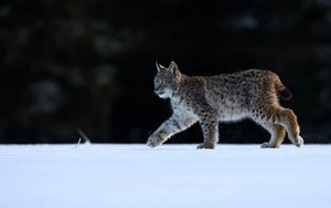 Preview wallpaper lynx, animal, predator, big cat, wildlife