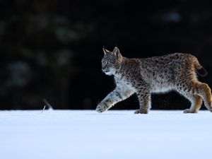Preview wallpaper lynx, animal, predator, big cat, wildlife