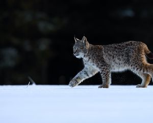 Preview wallpaper lynx, animal, predator, big cat, wildlife