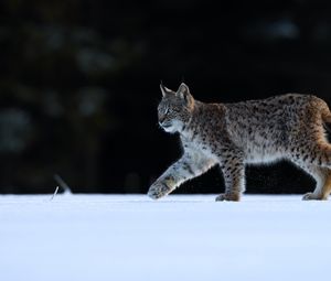 Preview wallpaper lynx, animal, predator, big cat, wildlife