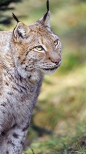 Preview wallpaper lynx, animal, predator, glance, big cat