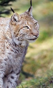 Preview wallpaper lynx, animal, predator, glance, big cat