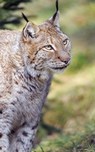 Preview wallpaper lynx, animal, predator, glance, big cat