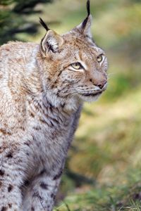 Preview wallpaper lynx, animal, predator, glance, big cat