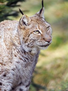 Preview wallpaper lynx, animal, predator, glance, big cat