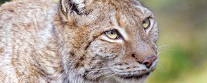 Preview wallpaper lynx, animal, predator, glance, big cat