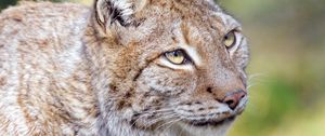 Preview wallpaper lynx, animal, predator, glance, big cat