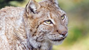 Preview wallpaper lynx, animal, predator, glance, big cat