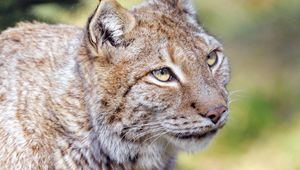 Preview wallpaper lynx, animal, predator, glance, big cat