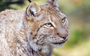 Preview wallpaper lynx, animal, predator, glance, big cat