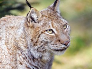 Preview wallpaper lynx, animal, predator, glance, big cat