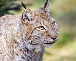 Preview wallpaper lynx, animal, predator, glance, big cat