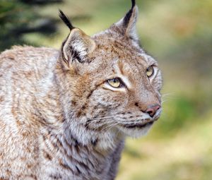 Preview wallpaper lynx, animal, predator, glance, big cat