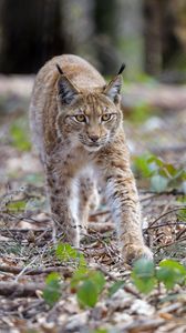 Preview wallpaper lynx, animal, predator, big cat, brown, wildlife