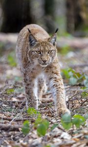 Preview wallpaper lynx, animal, predator, big cat, brown, wildlife