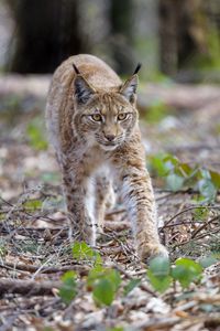 Preview wallpaper lynx, animal, predator, big cat, brown, wildlife