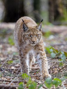 Preview wallpaper lynx, animal, predator, big cat, brown, wildlife