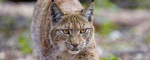 Preview wallpaper lynx, animal, predator, big cat, brown, wildlife