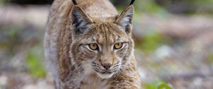 Preview wallpaper lynx, animal, predator, big cat, brown, wildlife