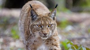 Preview wallpaper lynx, animal, predator, big cat, brown, wildlife