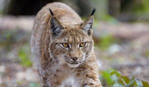 Preview wallpaper lynx, animal, predator, big cat, brown, wildlife