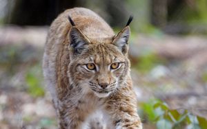 Preview wallpaper lynx, animal, predator, big cat, brown, wildlife