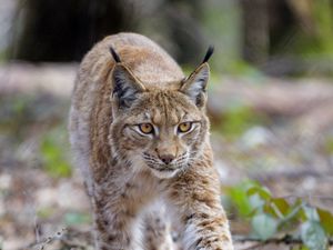 Preview wallpaper lynx, animal, predator, big cat, brown, wildlife