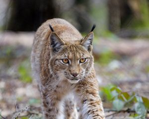 Preview wallpaper lynx, animal, predator, big cat, brown, wildlife